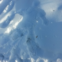 There are imprints like this all the way home